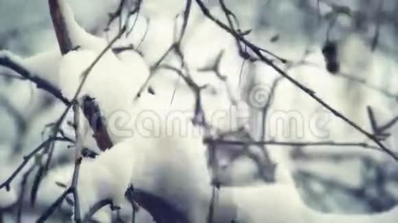 滴在白雪覆盖的树枝上视频的预览图