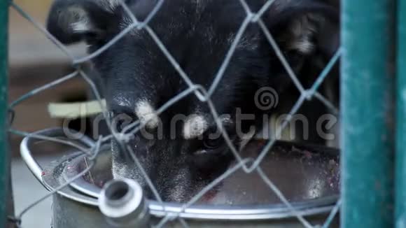 狗在动物收容所的笼子里视频的预览图