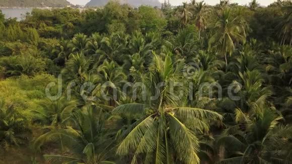 椰子树种植园雄蜂鸟瞰美景4k视频视频的预览图
