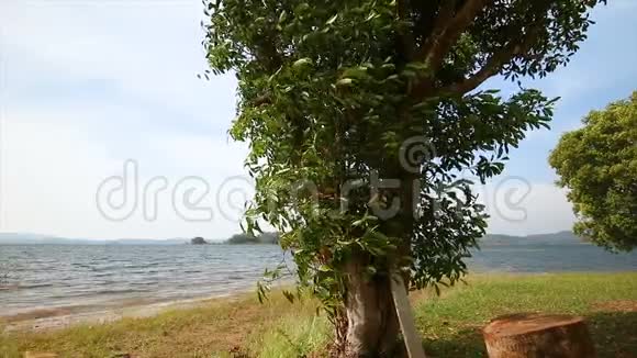 4K多莉在自然湖附近用风吹滑动树视频的预览图