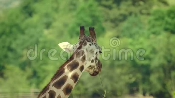 长颈鹿吃树叶的细节4K视频的预览图