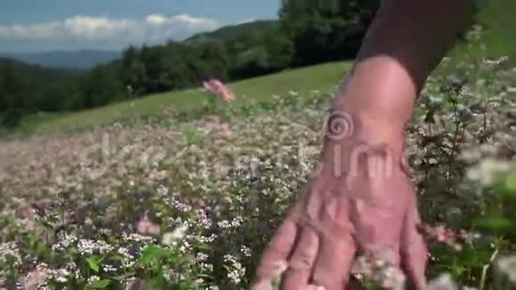 手穿过满是鲜花的田野视频的预览图