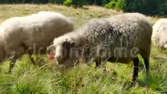 在牧场上吃草的羊视频的预览图