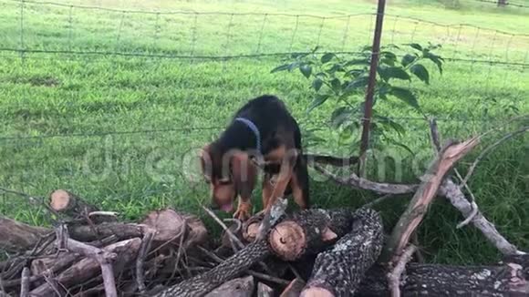 猎犬在木桩上吠叫和攀爬视频的预览图