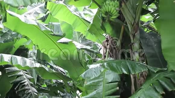 大雨落在香蕉叶上视频的预览图