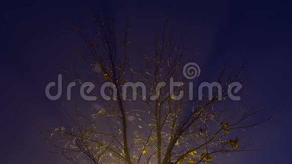 夜晚的树被雾笼罩被一盏灯照亮视频的预览图