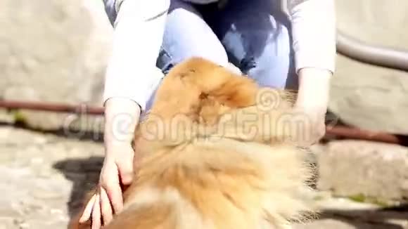 一个女孩抚摸着一只波美拉尼亚狗视频的预览图