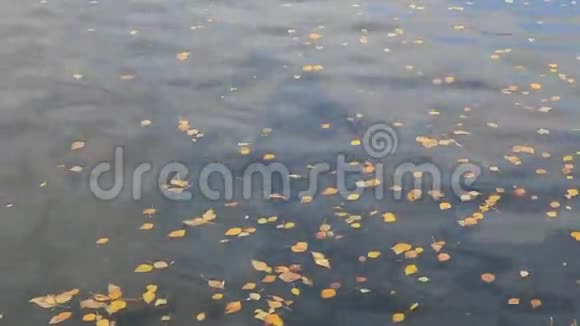 水上黄叶视频的预览图