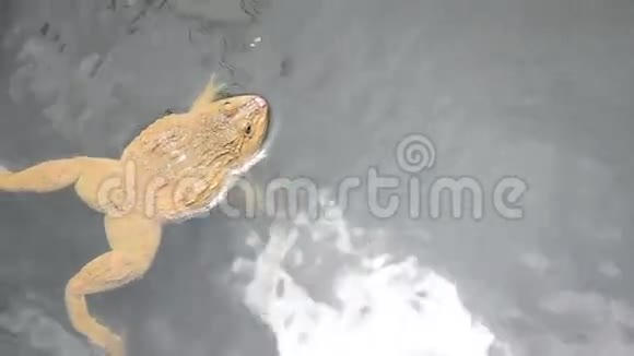 青蛙在河里游泳视频的预览图
