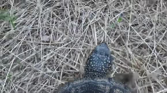 海龟去河边视频的预览图
