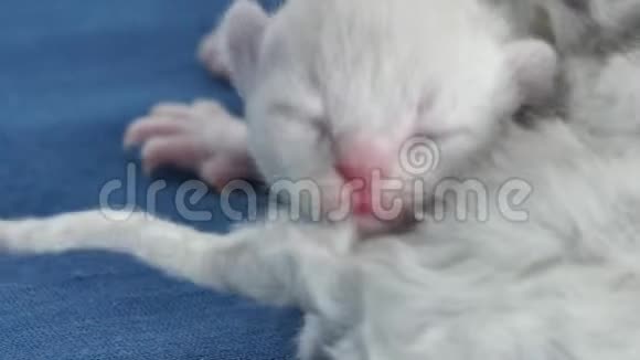 新生小猫喵喵叫蓝色背景特写镜头视频的预览图
