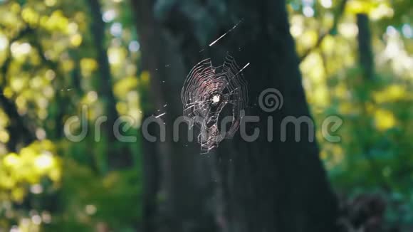 五彩的蜘蛛网涌入森林的阳光蜘蛛网视频的预览图