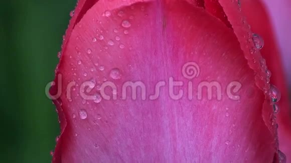 雨中的红色郁金香视频的预览图
