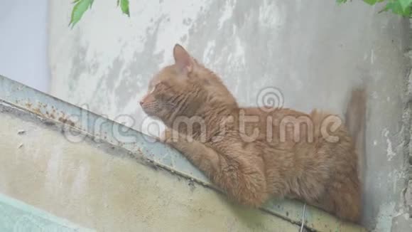 老红猫坐在家里的阳台上避暑宠物贫穷概念视频的预览图