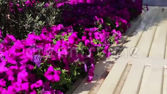 城市街道花坛上美丽的开花矮牵牛视频的预览图