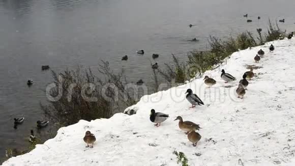 冬天在水边放鸭子视频的预览图