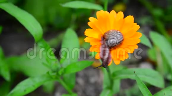 蜗牛沿着橙色金盏菊爬行视频的预览图