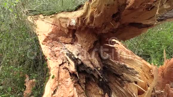 白柳沙柳受到灭木虫的攻击树干受到幼虫的攻击树木陷入视频的预览图