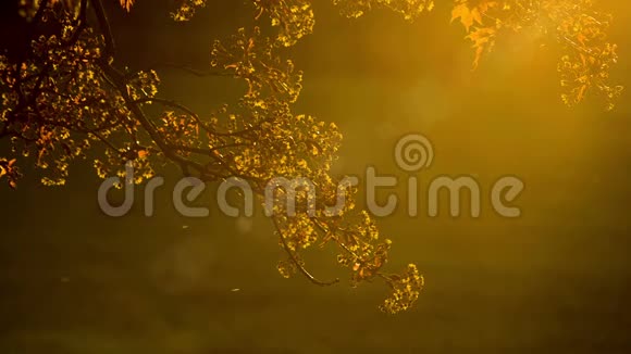 太阳光背景下的金叶树视频的预览图