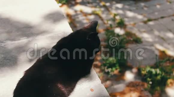 黑猫躺在街上四处张望视频的预览图
