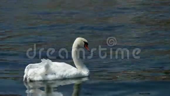 孤独的天鹅带着受伤的翅膀在奥赫里德湖游泳视频的预览图