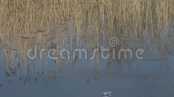 冰在水面与芦苇反射英国视频的预览图