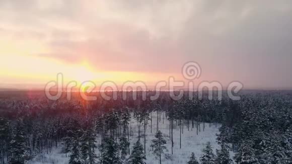 冬季森林的俯视图空中勘测视频的预览图