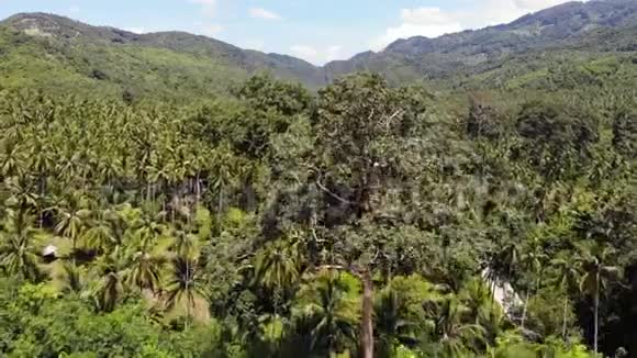 穿过椰子林泰国苏梅岛阳光明媚的一天穿过椰子棕榈路医生视频的预览图