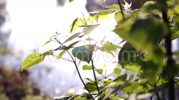 林登树叶抗太阳反射视频的预览图