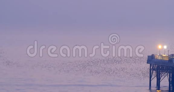 日落时分在布莱顿码头的海面上看到一群雏鸟视频的预览图