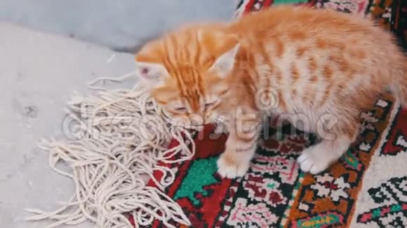 一只红色的小猫正在市街上洗衣服视频的预览图