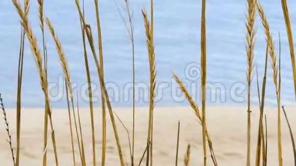 一种干草香料的特写在风中摇曳背景是大海上美丽的夕阳视频的预览图