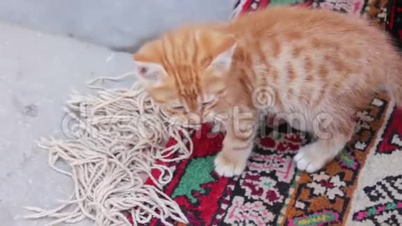 一只红色的小猫正在市街上洗衣服视频的预览图