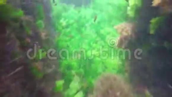 珊瑚礁中的小鱼游泳视频的预览图
