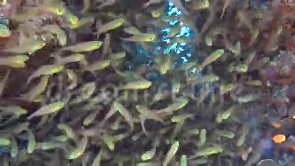 带浅滩玻璃鱼的热带珊瑚礁景象视频的预览图