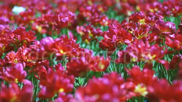 美丽的大红色荷兰郁金香与dof视频的预览图