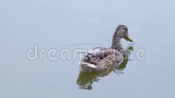 鸭子在湖里游泳下雨的夏日视频的预览图