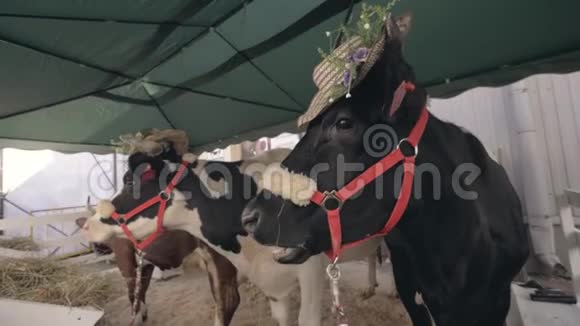 在农业展览会上用帽子挤奶挤奶牛视频的预览图