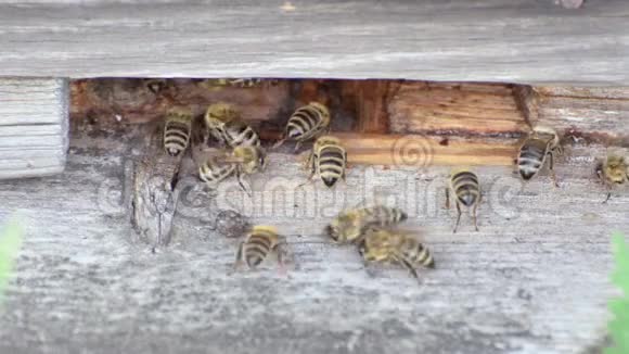 木制蜂房入口蜂花粉蜂蜜植物带来视频的预览图