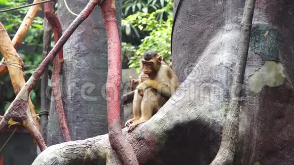 小猴子坐在树上咀嚼食物视频的预览图
