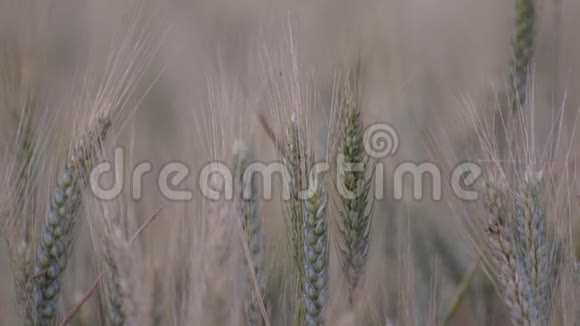 几乎熟透的麦穗在摇曳的田野里特写视频的预览图