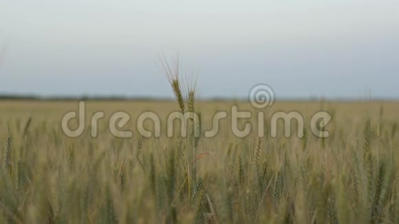 在夜空的映衬下田野里摇摆着的一穗麦子视频的预览图