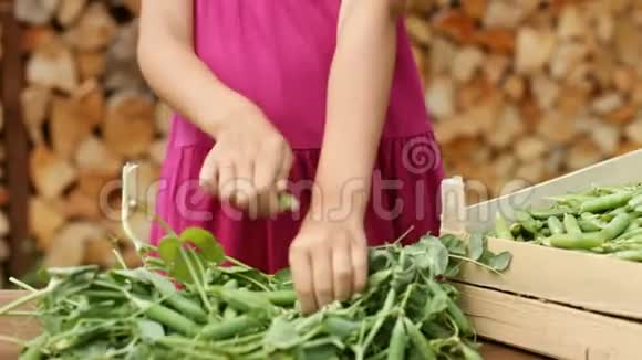女孩的手在收集豌豆荚然后把它们放进木箱视频的预览图