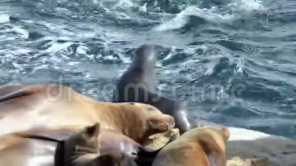 海狮在美丽的早晨在水里嬉戏视频的预览图