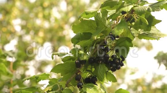 花园里有黑色成熟多汁的醋栗一种大甜的醋栗收获黑加仑树枝上美味的浆果视频的预览图