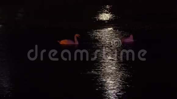 夜河天鹅游视频的预览图