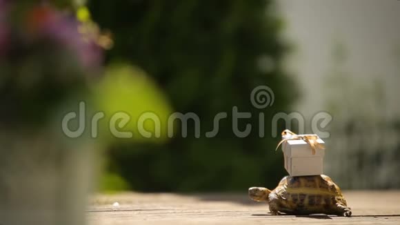 在阳光明媚的好日子里友好的乌龟给你准备了礼物视频的预览图