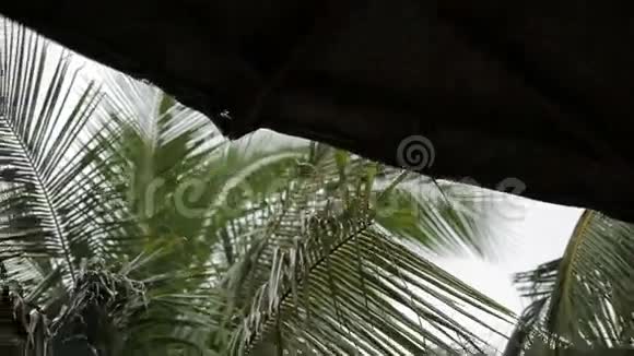 马尔代夫的热带雨林视频的预览图