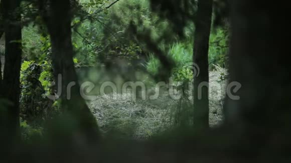 溪流流淌在绿色神奇的草地上田园风光视频的预览图