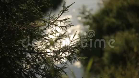 森林溪流流过夏日的阳光神秘而童话般的森林视频的预览图